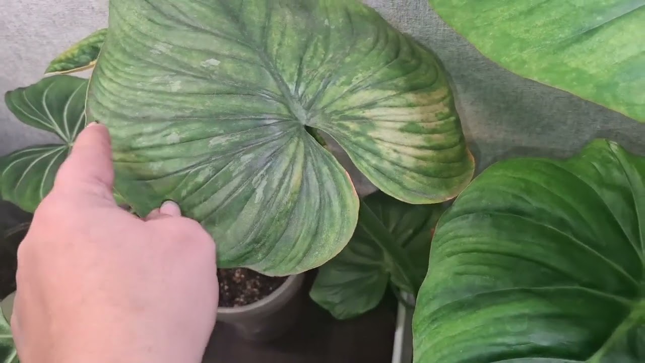 Новые листочки 🍀🍃🌿14.01.26г