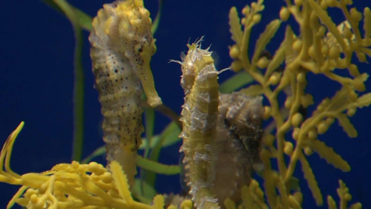 Seahorses Threatened With Extinction