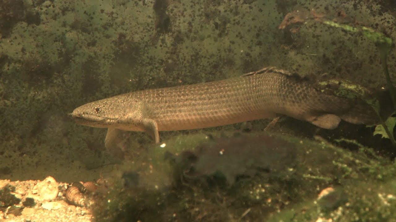 Westafrikanischer Flösselhecht, Polypterus retropinnis