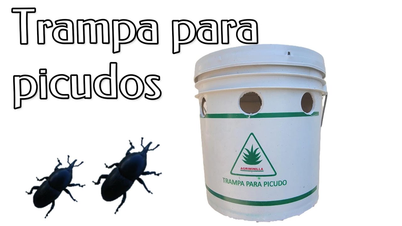 Trampa para picudo del agave 2025