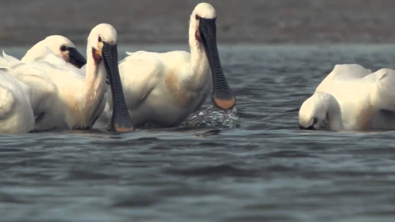 Markiezaat, 'Vogelparadijs aan de rand van Brabant'
