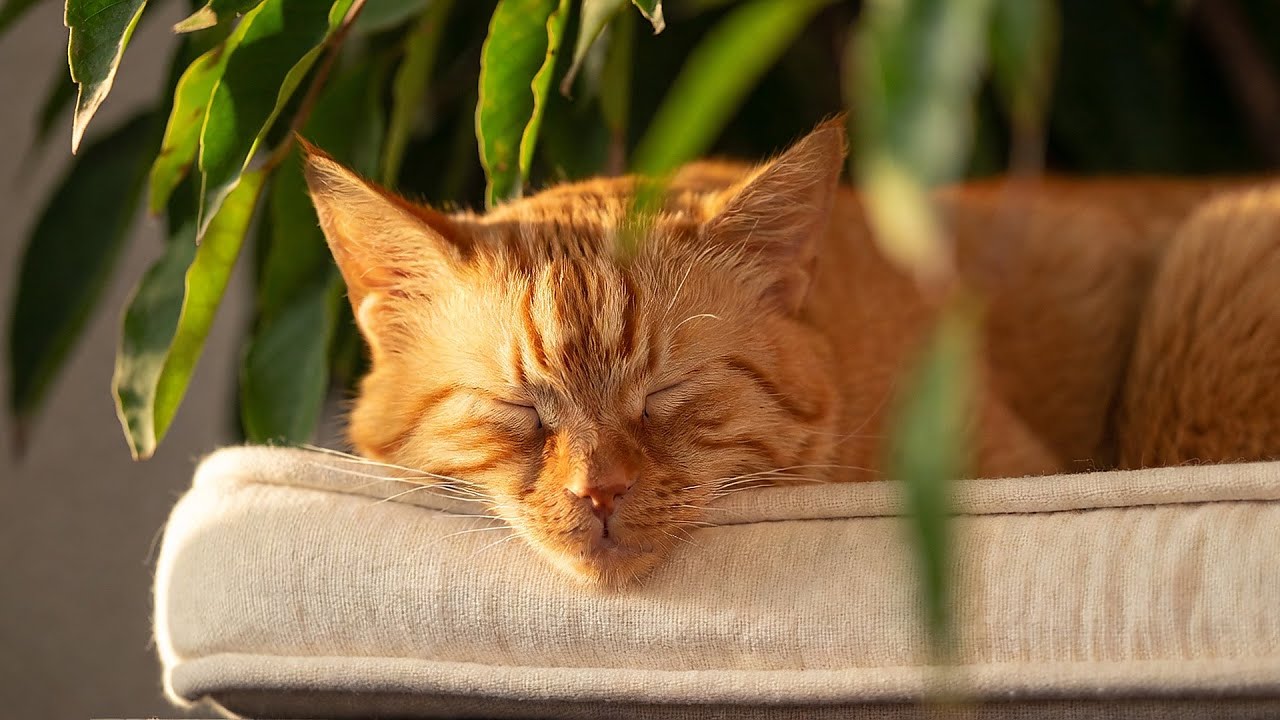 LIVE Cozy Cat Nap for Deep Calm 😴 | Season 13
