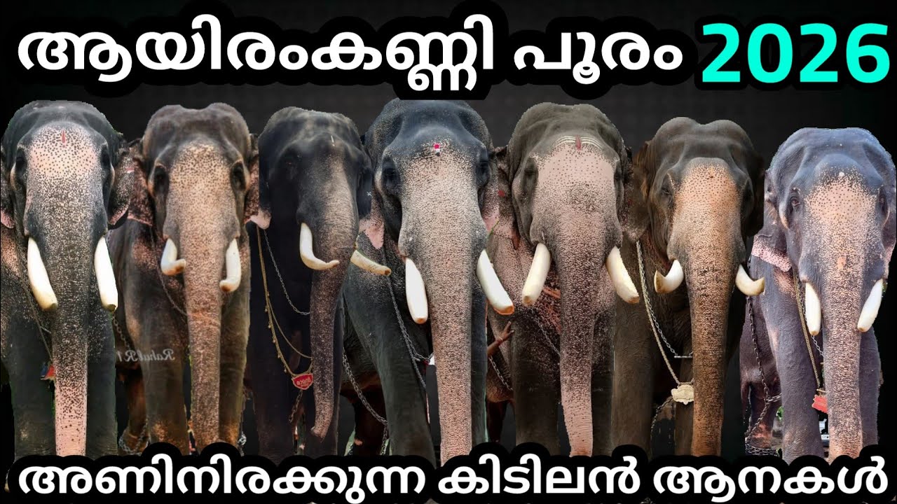 ആയിരംകണ്ണി പൂരം🔥ദേശക്കാരുടെ കിടിലൻ ആനകൾ🤩Aayiramkanni Pooram 2026|RS Creations♥️List💯