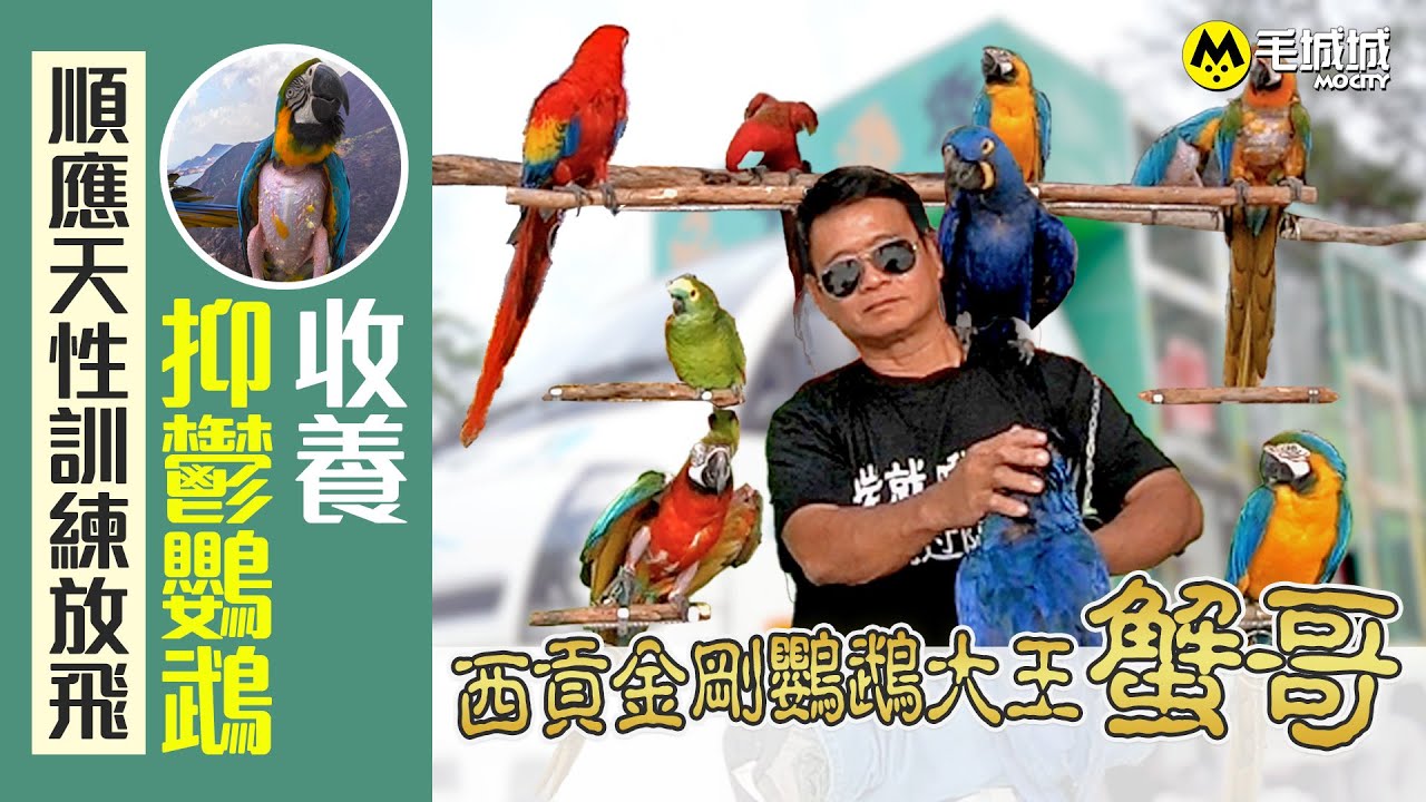 【動．人．故事】收養抑鬱鸚鵡 順應天性訓練放飛 西貢金剛鸚鵡大王 - 蟹哥｜毛城城 MoCity
