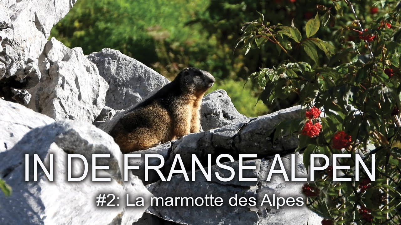 #34 - IN DE FRANSE ALPEN #2 - La marmotte des Alpes (De Alpenmarmot)