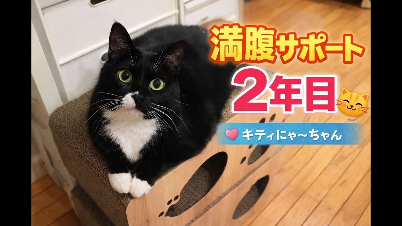 キティにゃ〜ちゃんの体重管理🐾満腹サポートを2年間続けた猫の日常