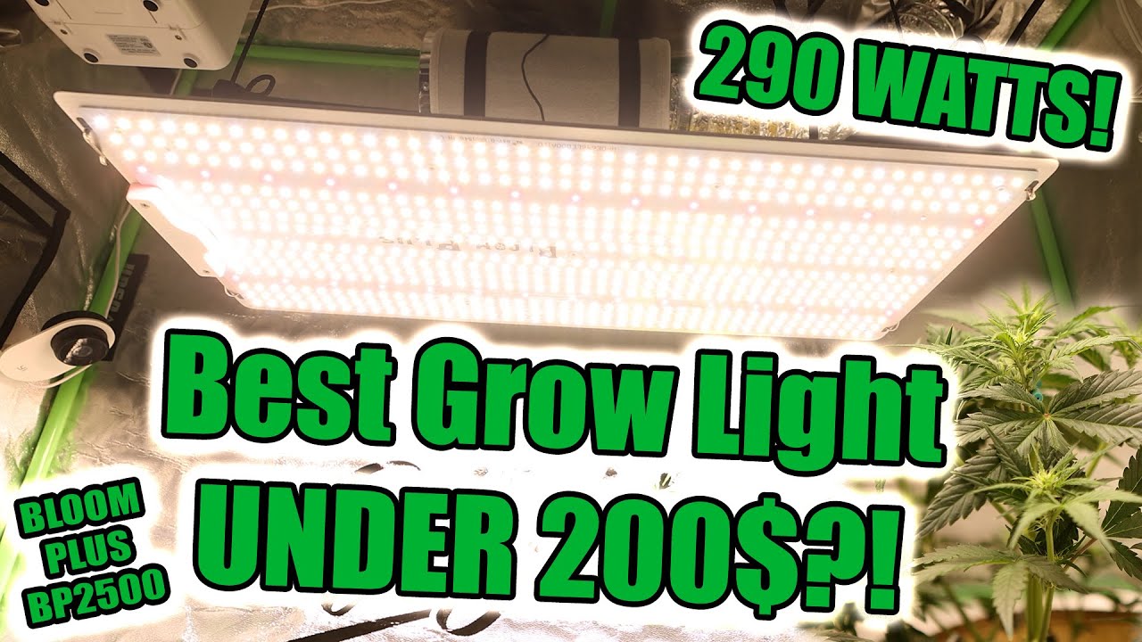 Bloom Plus BP2500 Review! Best Quantum Board LED Grow Light Under 200$