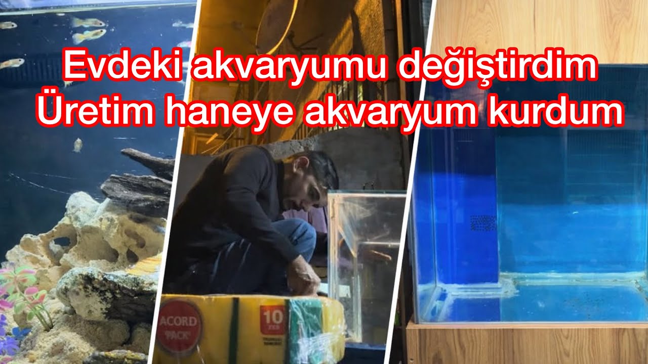 🐠EVDEKİ AKVARYUMU DEĞİŞTİRDİM  VE ÜRETİMHANEYE AKVARYUMU KURMAYA BAŞLADIM 🐠