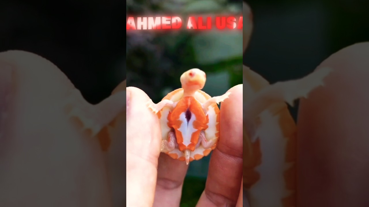 animal small to large 