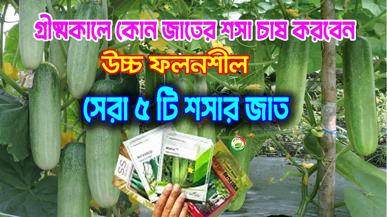 গ্রীষ্মকালে চাষযোগ্য উচ্চ ফলনশীল শসার জাত সমুহ ভারত ও বাংলাদেশের জন্য #cucumber #শসা_চাষ #শসা