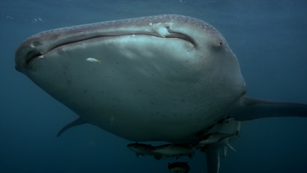Diving Raja Ampat to Triton Bay, February 2026