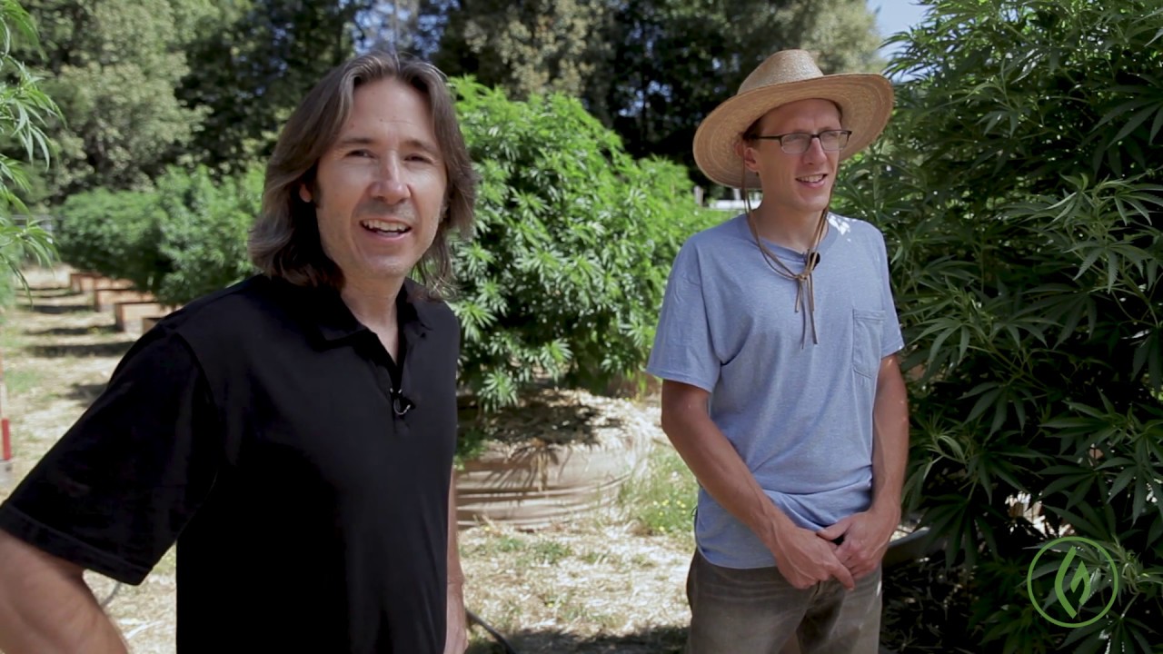 Cannabis Cultivation: How To Create Quality Top-Dressing / Mike Angelotti / Green Flower