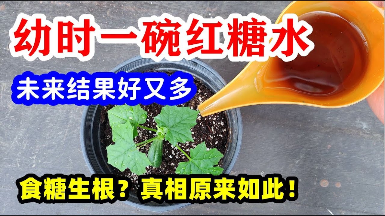 水里加一勺，居然变成营养灌根水，红糖当肥料？真的假的？如何制作红糖生根水？【种菜养花  - 肥料】