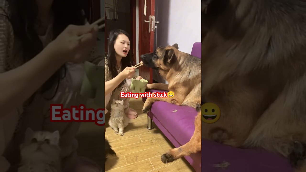 Dog training to eat with chopsticks 😁🥢#funny_shorts #comedy