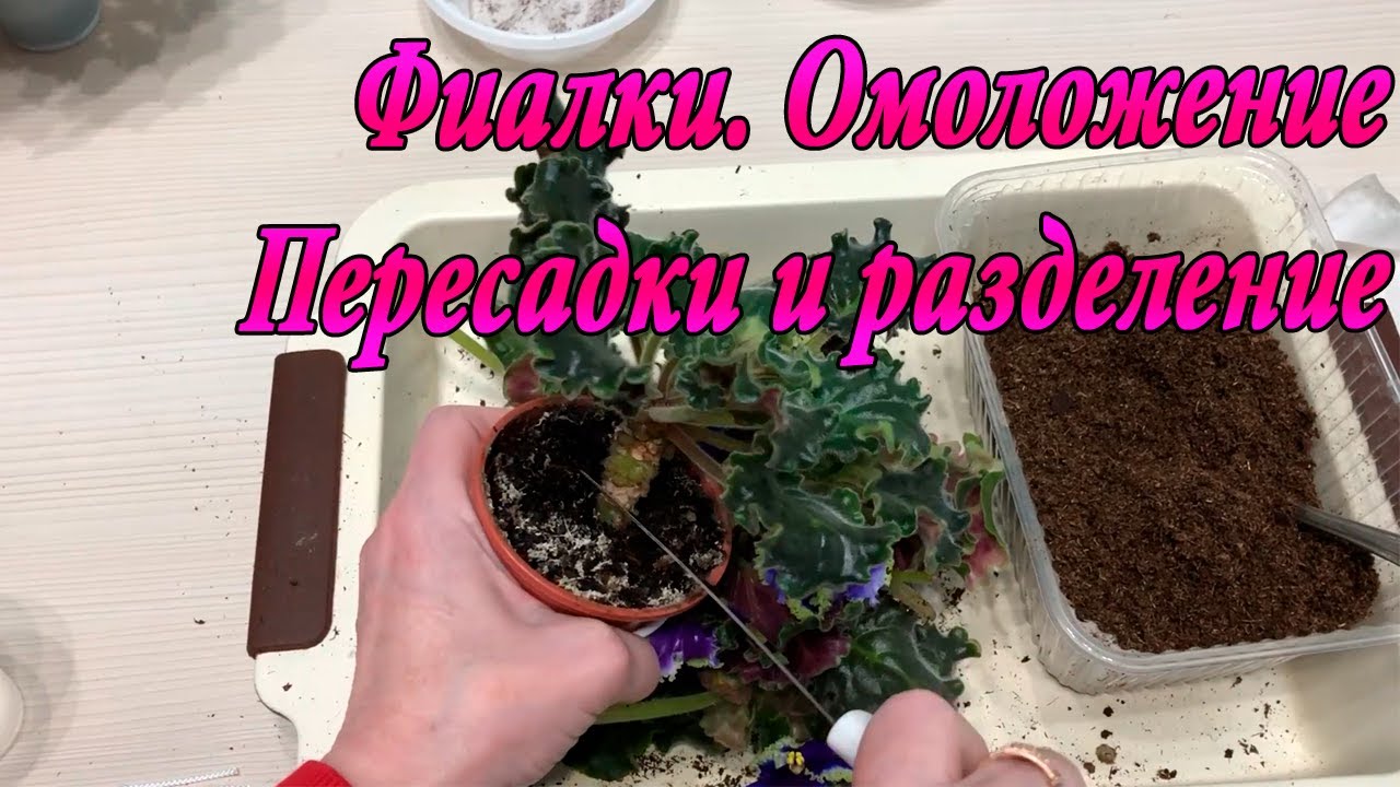 Фиалки. Омоложение, разделение и пересадки