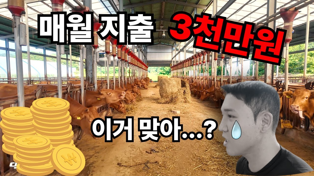 한우350두 고정지출 얼마일까?🐂ㅣ한우ㅣ송아지 관리방법📌ㅣ말복ㅣ먹방