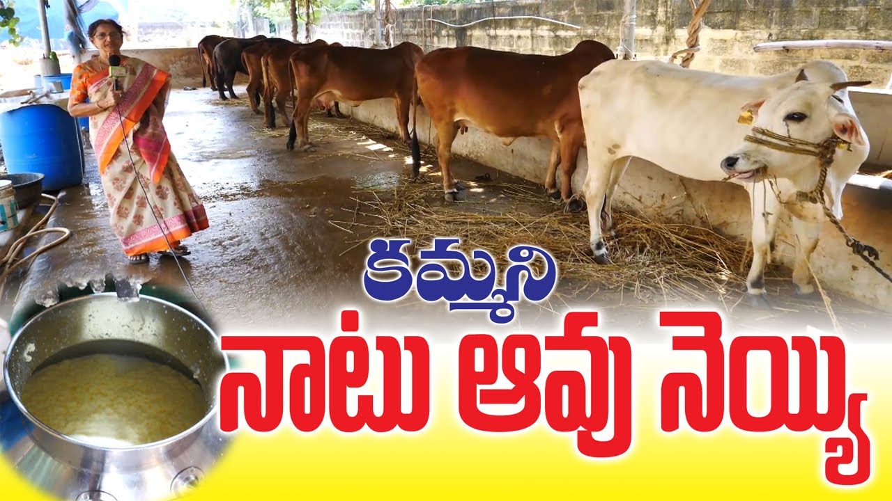 Pure Native Cow Ghee |Sold by Rama Sita| కమ్మని నాటు ఆవు నెయ్యి