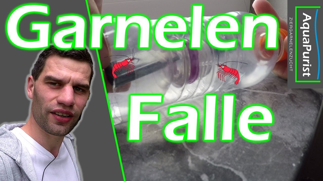 Passiv Tiere fangen: Falle für Fische und Garnelen bauen. Anleitung & Praxis