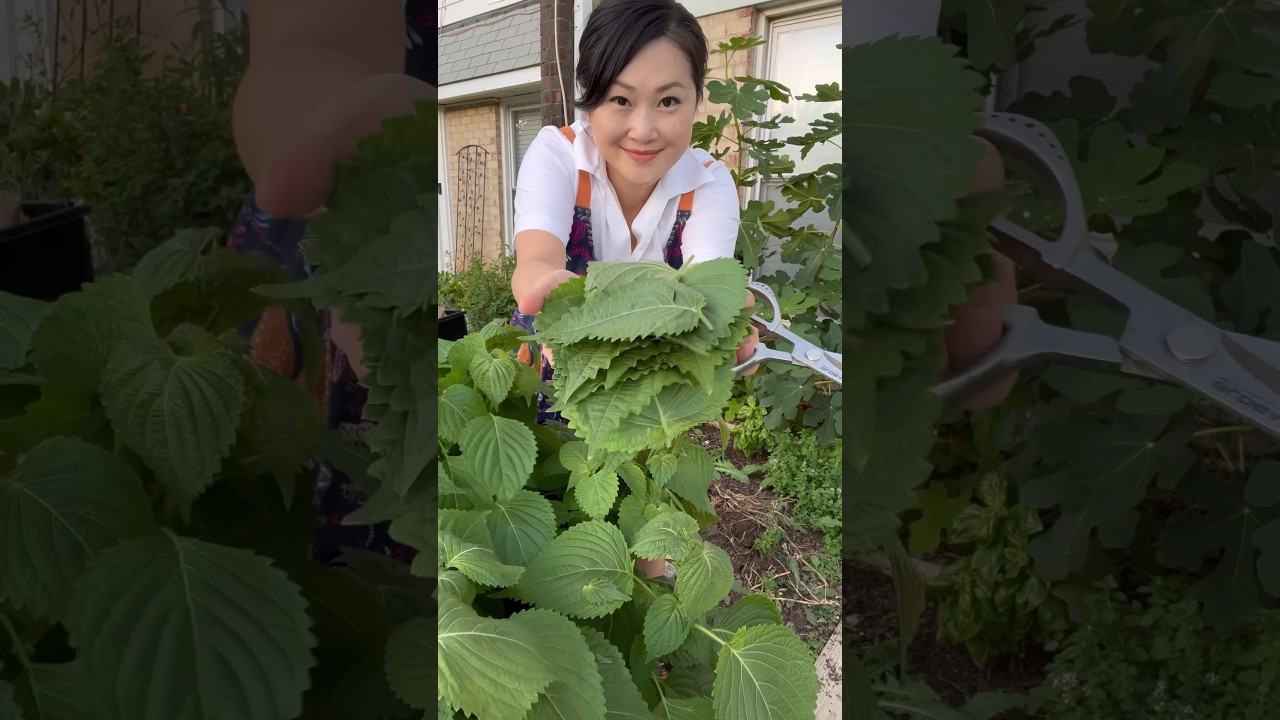Perilla leaves dumplings