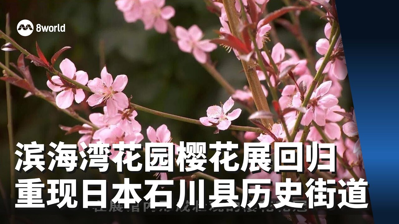 滨海湾花园樱花展回归 重现日本石川县历史街道