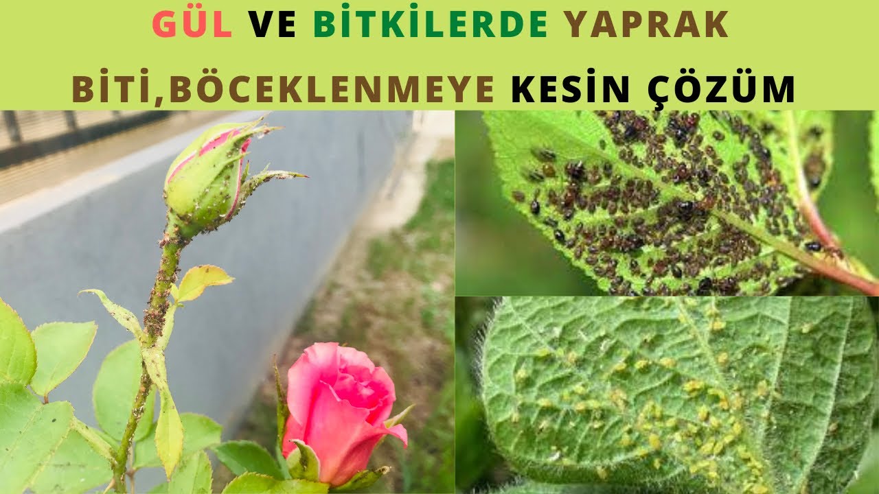 Naturlig effektivt middel mot bladlus og insekter på roser og planter / lus på rosetreet mitt /