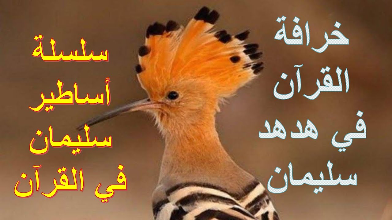 هدهد سليمان المهندس العجيب | سلسلة أساطير سليمان في القرآن: الأخ وحيد برنامج الدليل: الحلقة 689