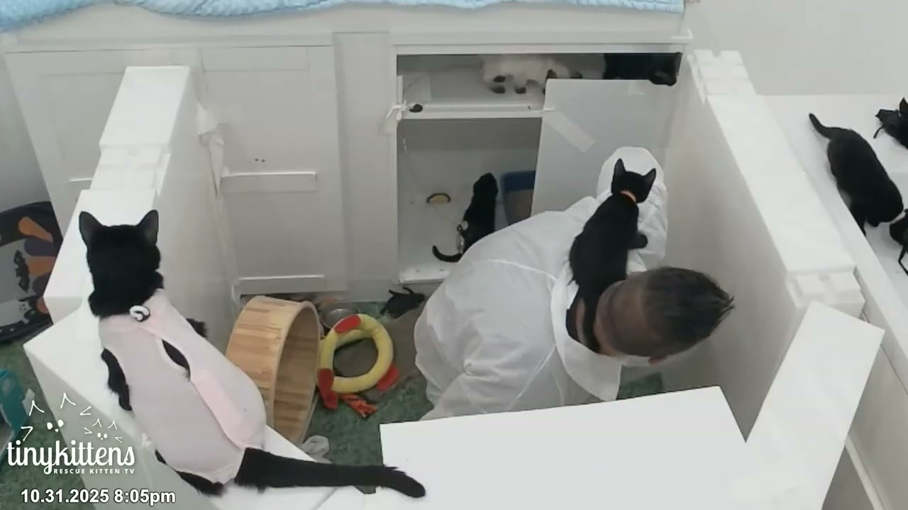 Giant firefighter foiled by tiny kittens
