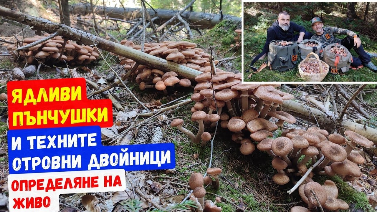 #Ядливи #пънчушки и техните #отровни #двойници. #Определяне на девет #вида #гъби от #Родопите.
