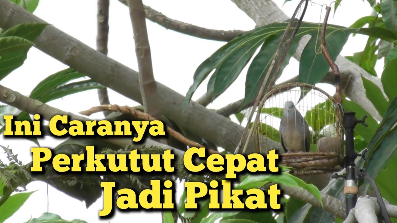 Cara Melatih Perkutut Agar Rajin Manggung dan Cepat Jadi Pikat