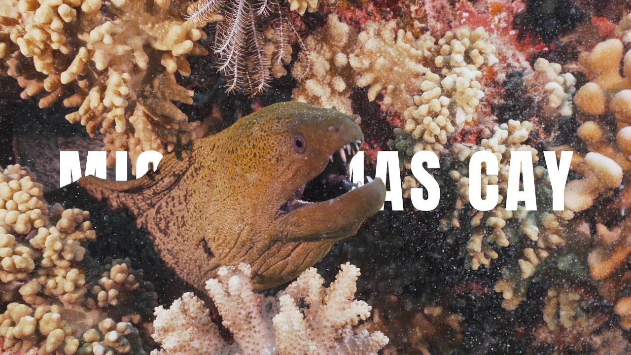 Relaxing Underwater Scenes - MICHAELMAS CAY, The Great Barrier Reef