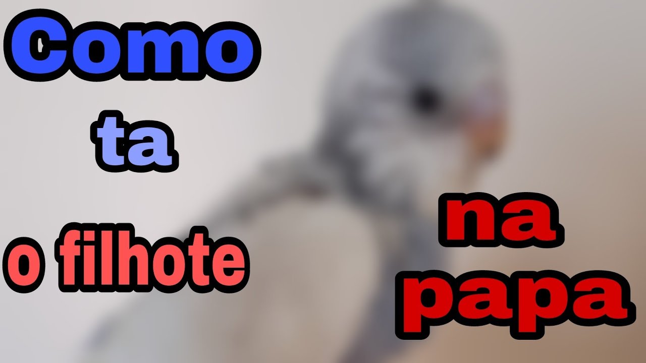 FILHOTE DE PERIQUITO NA PAPA COMO ELE ESTA?