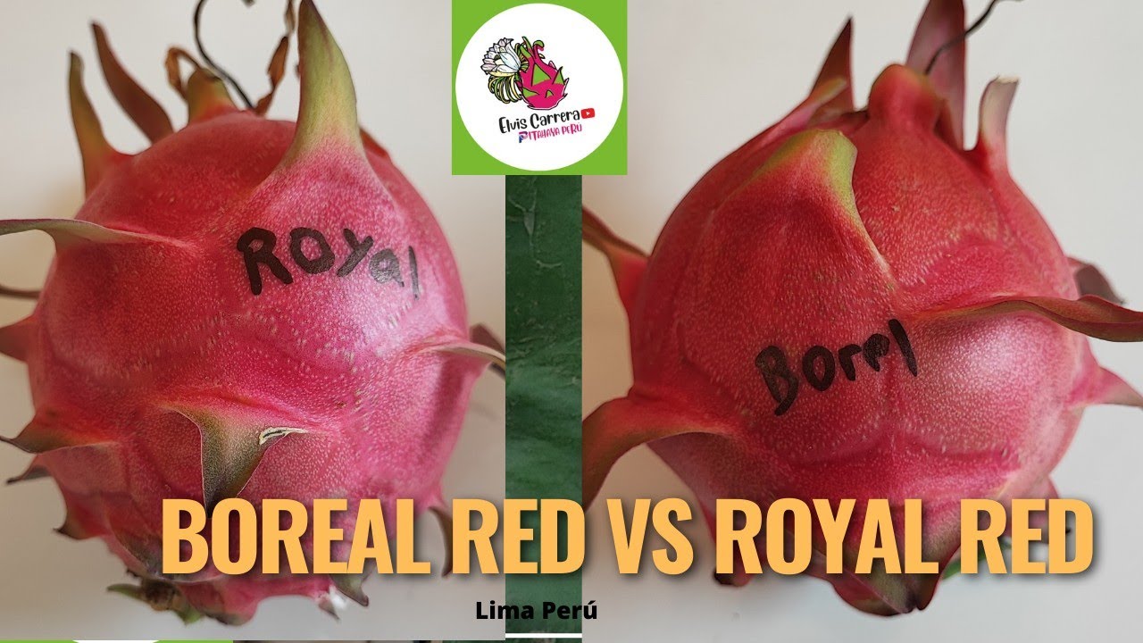 Boreal red vs Royal red🐉 Variedades rojas autofertil🏜️#pitahaya #dragonfruit #pitayas #selenicereus