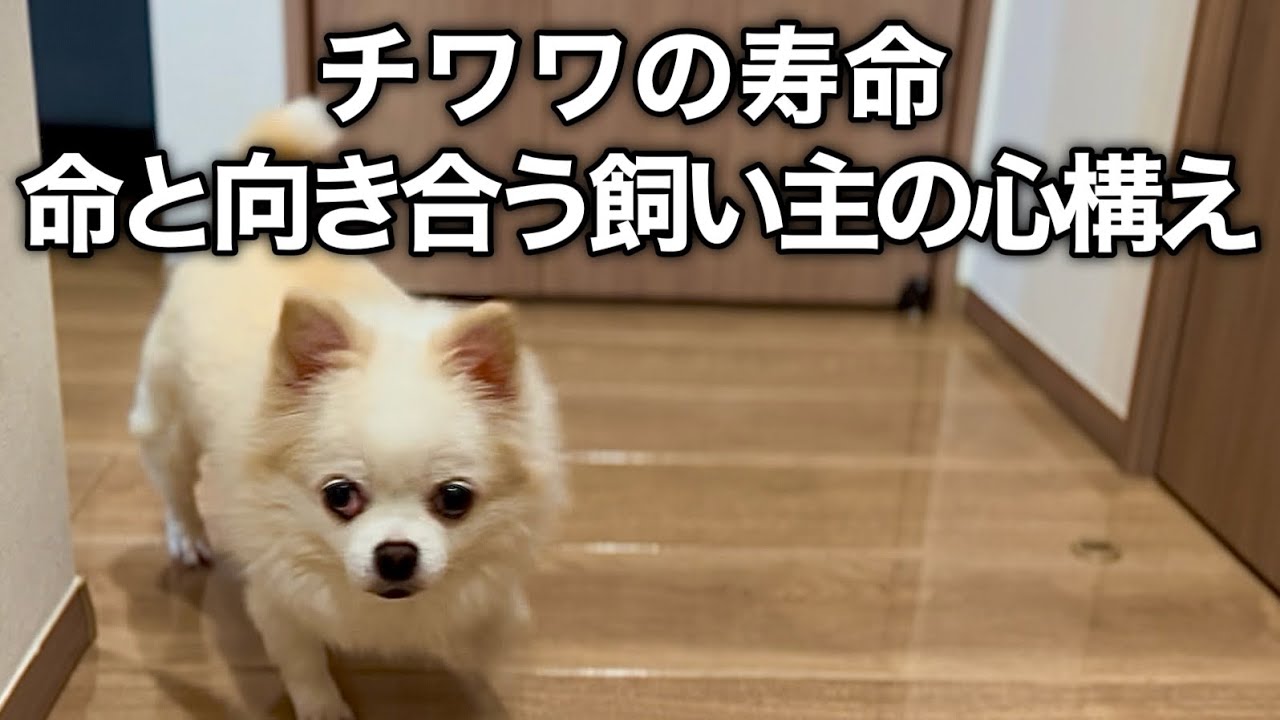 チワワの平均寿命とシニア期の介護について