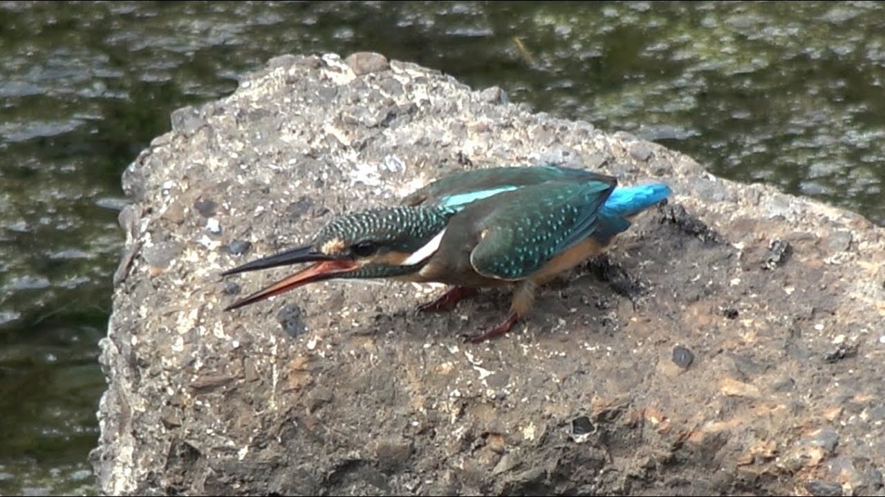 カワセミの幼鳥、縄張り侵して魚を捕食後、強面の成鳥に脅され、恐怖で逃げ回る。