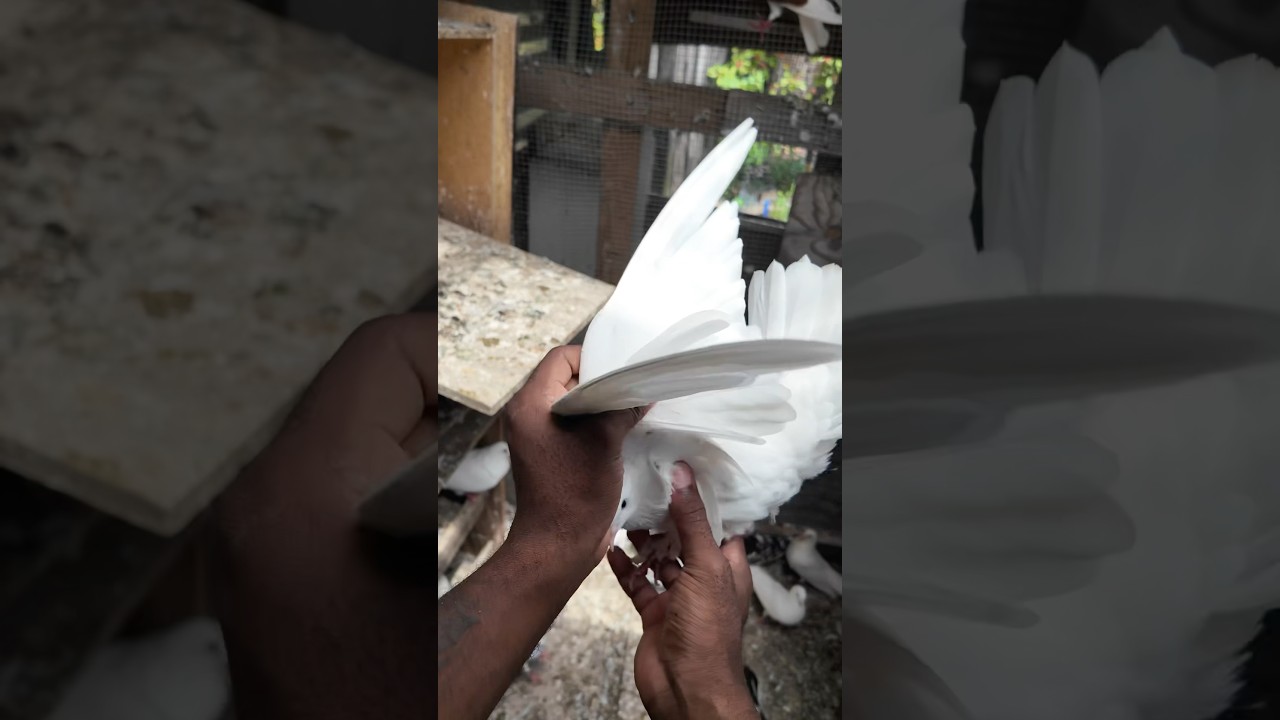 Pigeon Kabutar lover video #explorepage #birds #pigeon #birdspecies #animalshorts #kabutar #viral l