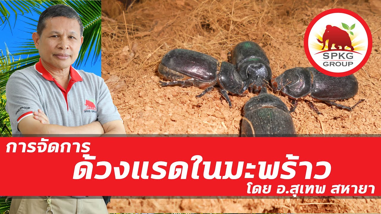 การจัดการด้วงแรดในมะพร้าว โดย อ.สุเทพ สหายา