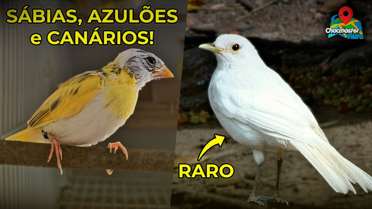 Azulões GIGANTES, Sabiás BRANCAS e Canários únicos - Criatorio Rio Azul - Chocmaster Visita