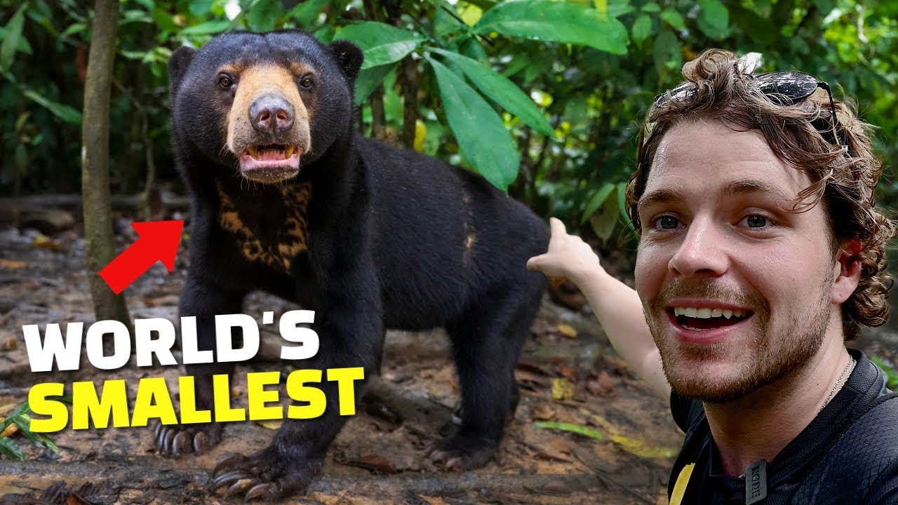 INSIDE BORNEO’S SUN BEAR RESCUE CENTRE 🐻🌿 | WILD TRIPS