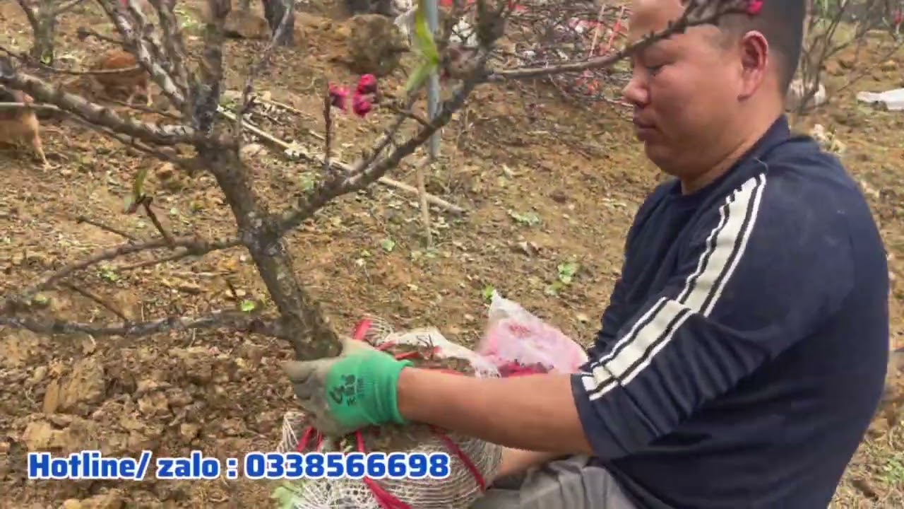 Cây đào thất thốn hạt , chuẩn cây nguyên bản