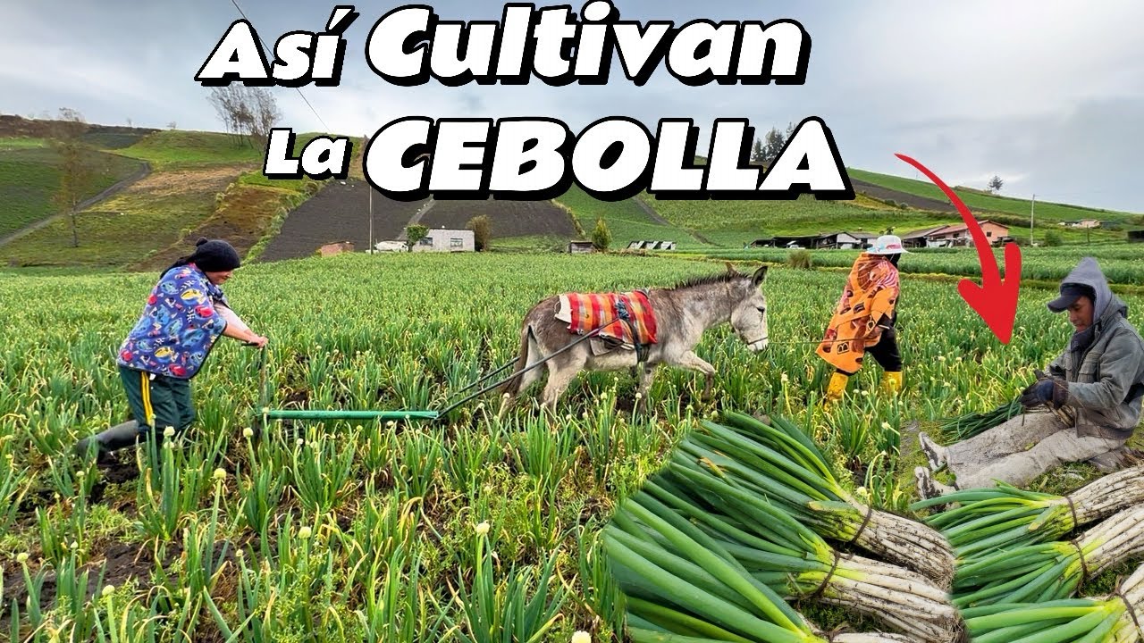 Así cultivan la mejor  CEBOLLA en los PÁRAMOS del Ecuador 