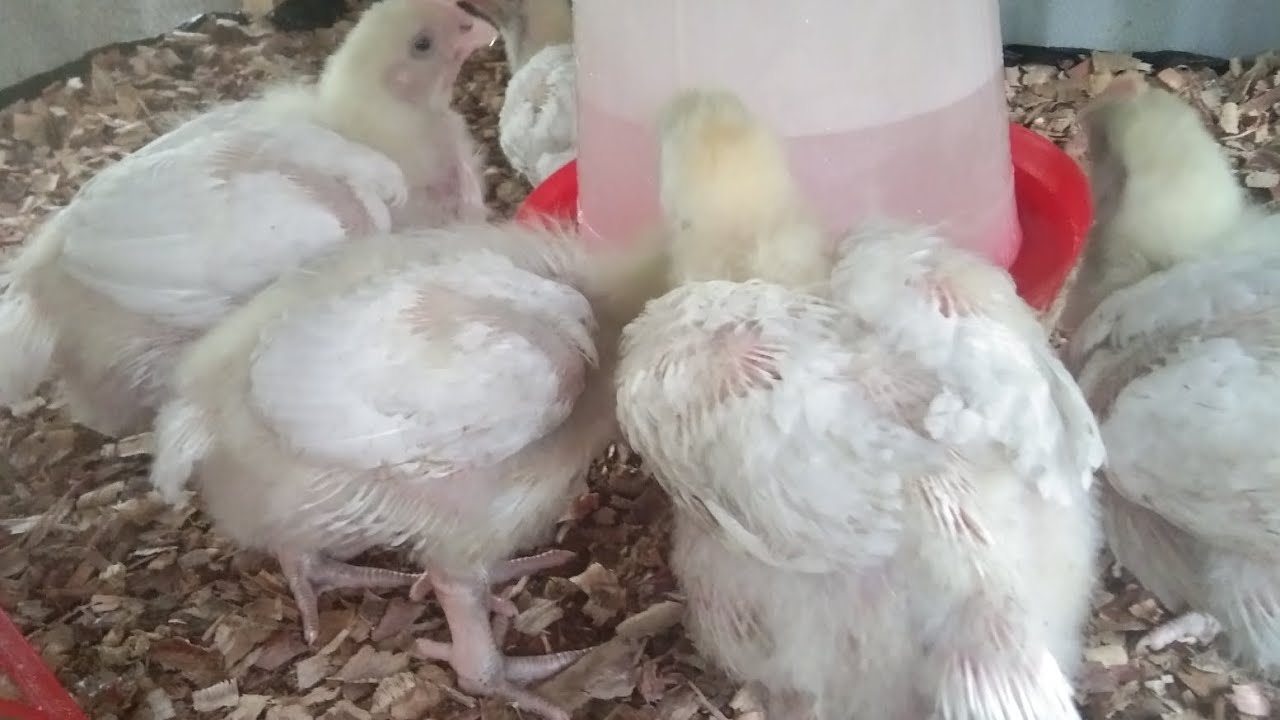 Natural Garlic, Ginger & Turmeric Powder for Chickens-Boost Immunity & Improve Growth 🌿🐔