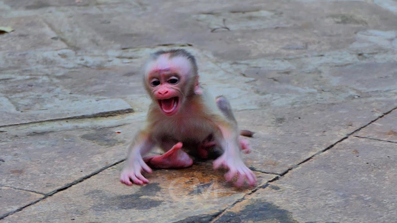 Baby Monkey Newborn Lynx wants milk from Mama luna and tries to call Mommy