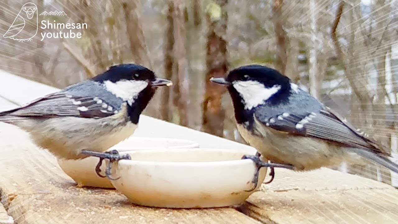 負けるなヒガラ！2羽で仲むつまじくクルミを食べる！（2023/03/28）