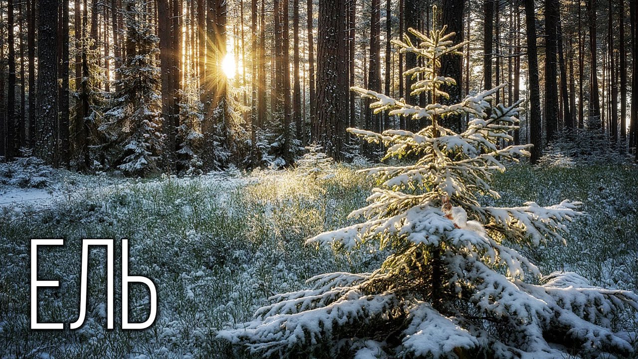 Ель: Главное Дерево Зимы | Интересные факты про елки