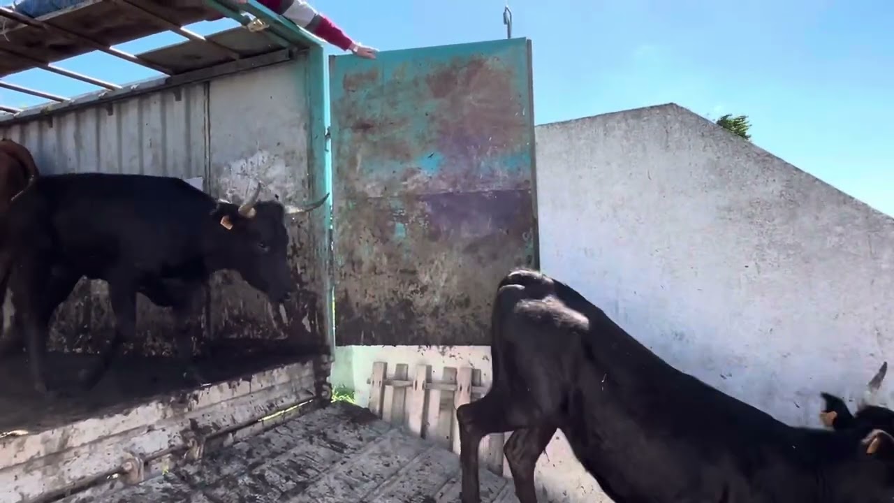 Spring 2024 wild Taurus in Camargue #arles #camargue #taurus #france #travel 