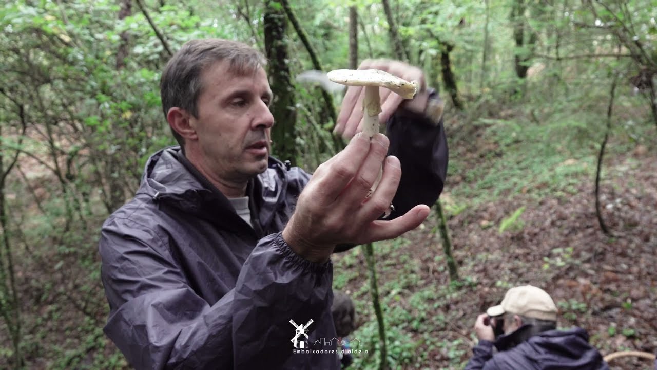 Cuidado com o Amanita Phalloides!
