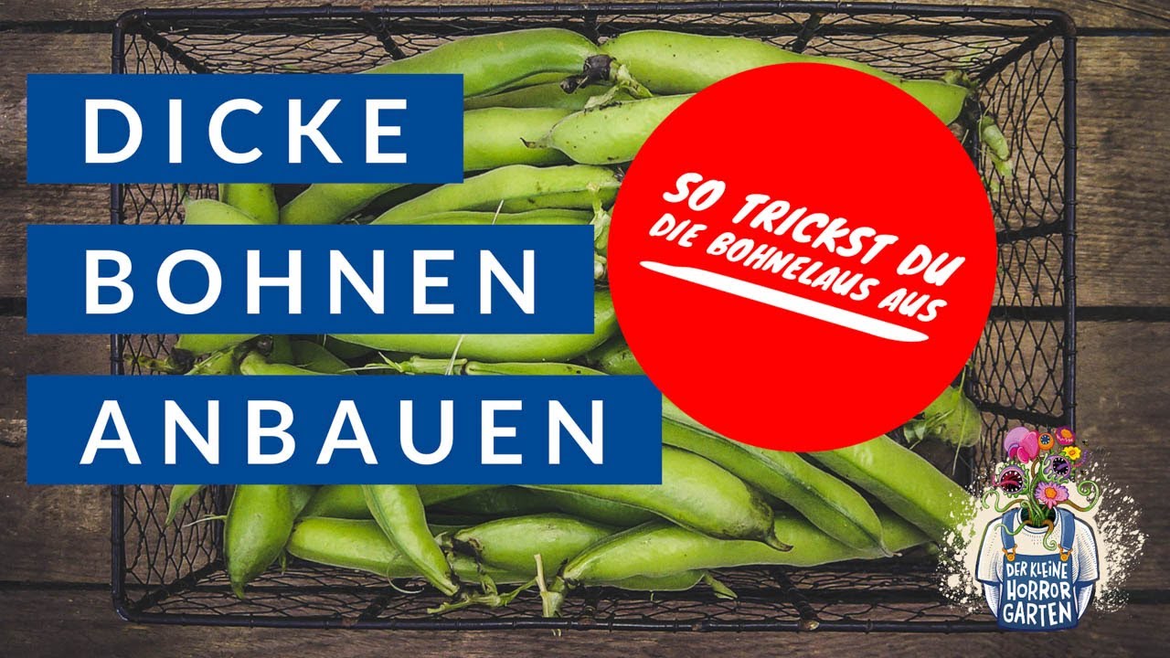 Dicke Bohnen anbauen - so trickst du die Bohnenlaus aus!