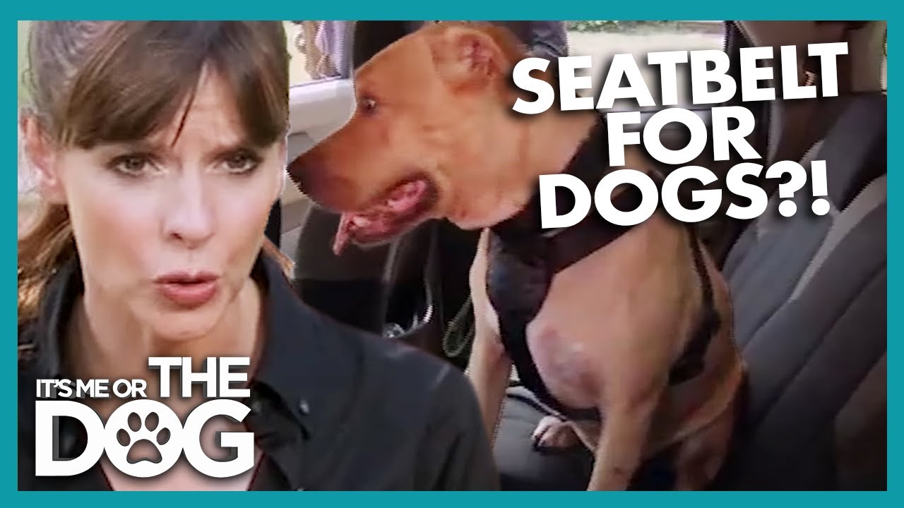 Using A Seatbelt For Your Dog | It's Me Or The Dog