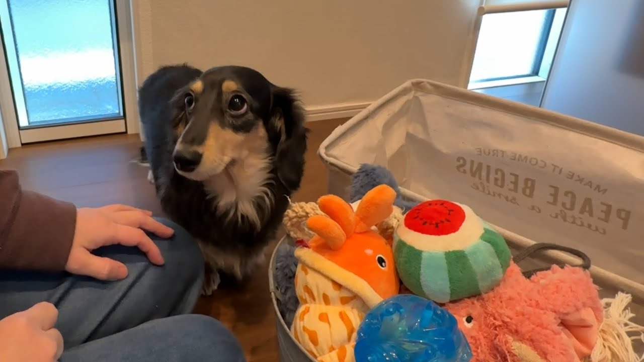 とりあえず噛んで確認する犬/ダックス
