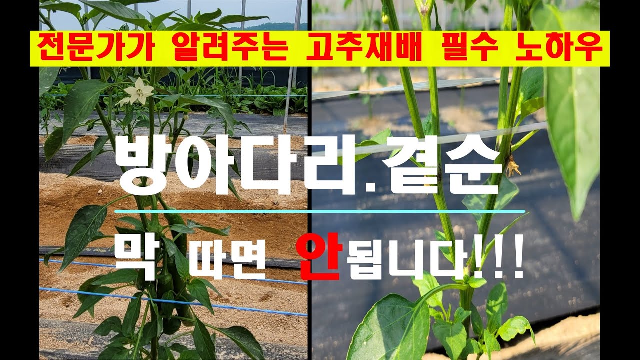 고추 방아다리와 곁순관리